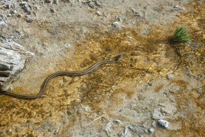 Snake in Thermal Area