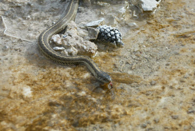 Snake in Thermal Area