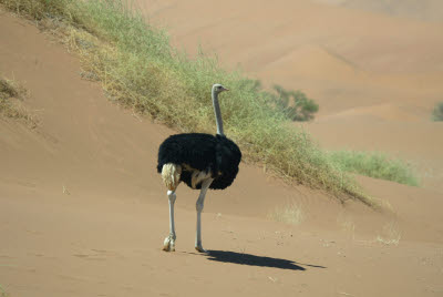 Ostrich at Sossusvlei