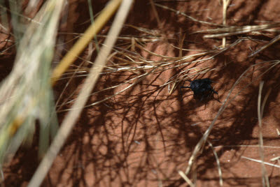 Scarab Beatle under the grass of a dune