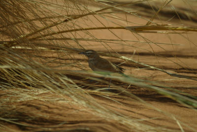 Special Bird found only in Namib-Nauklauft park