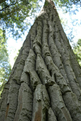 Cedar Bark Detail