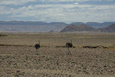 Ostrich in Namib-Nauklauft Park
