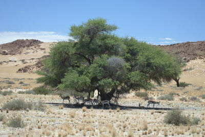 Springbok rest under shade tree