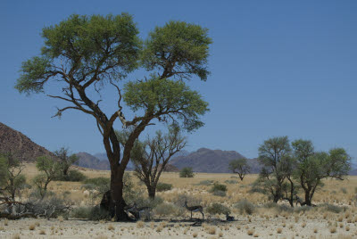 Springbok seek shade of a tree