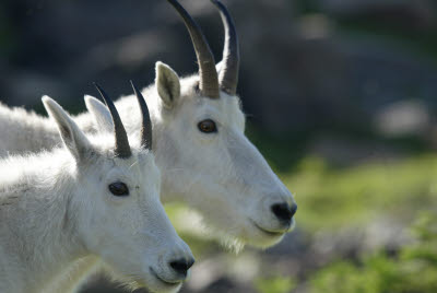 Mountain Goats in Glacier National Park