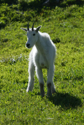 Young mountain goat