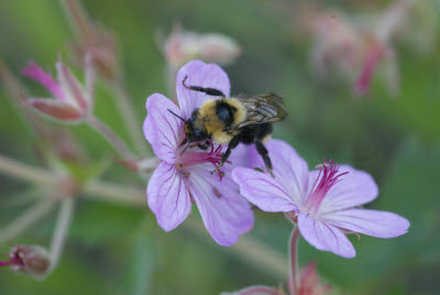 Bee on Wildflower, Glacier