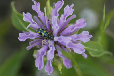Bug on wildflower