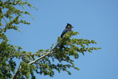 Bird at Crater Lake