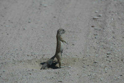 Squirrel in the Road