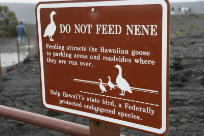Don't Feed the Nene (Hawaiian Goose)