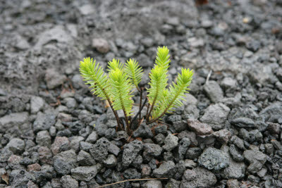 Plant at Kilauea Caldera