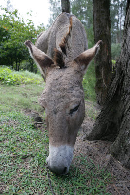 Donkey in Waipi'o Valley