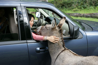 Donkey greeting vistors in the Waipi'o Valley