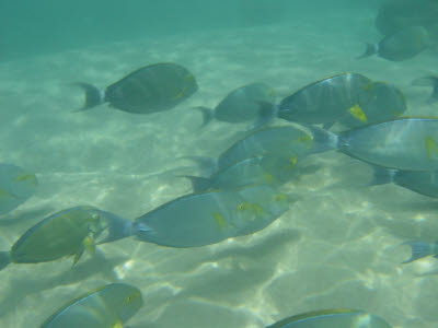 Yellowfin Surgeonfish in Hawaii