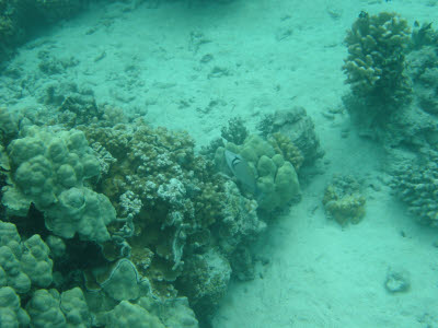 Lei Triggerfish in Hawaii