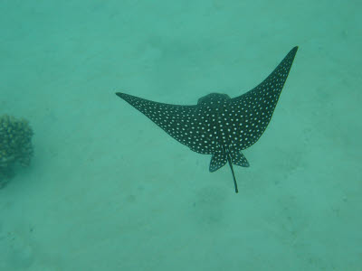 Spotted Eagle Ray in Hawaii