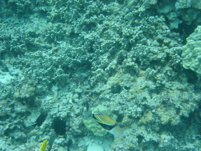 Reef Triggerfish in Hawaii