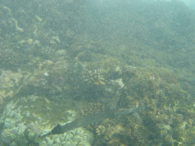 Trumpetfish in Hawaii