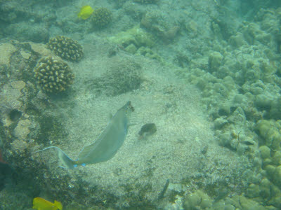 Bluespine Unicornfish in Hawaii