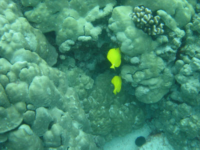 Yellow Tang in Hawaii