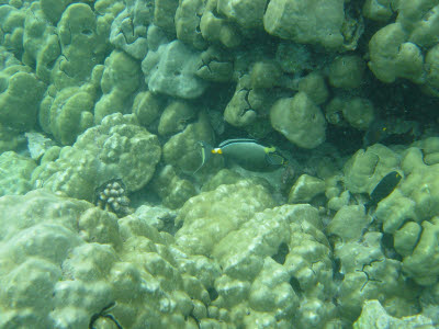 Orangespine Unicornfish in Hawaii