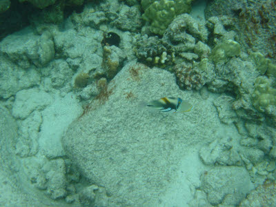 Lagoon Triggerfish in Hawaii