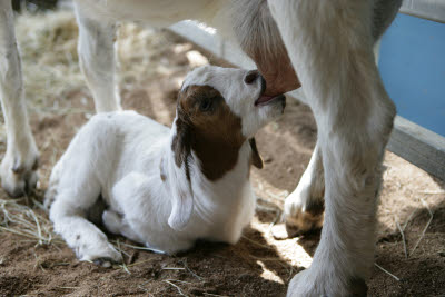 Baby goat nursing