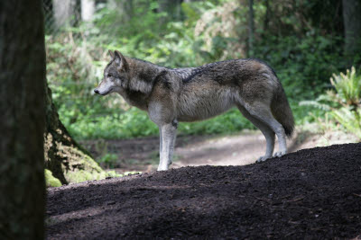 Wolf at Northwest Trek
