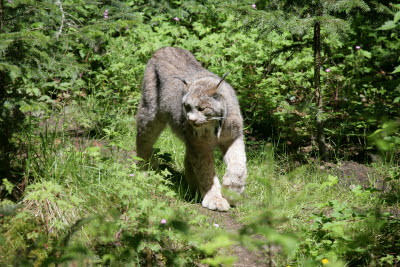 Lynx at Northwest Trek