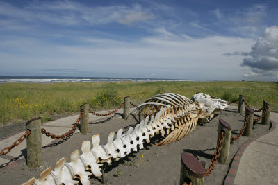 Skeleton of Gray Whale
