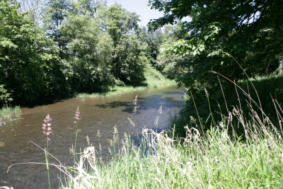 Chehalis River at Doty Farm
