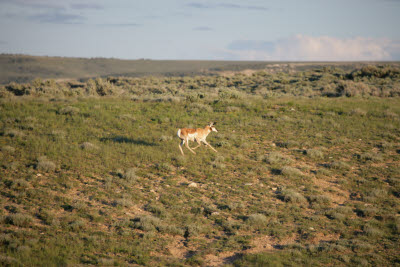 Pronghorn in Fossil Butte