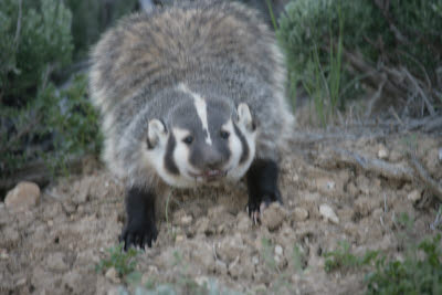 Badger at Fossil Butte National Monument