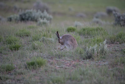 Rabbit at Fossil Butte National Monument