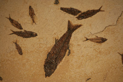 Fish Fossil at Fossil Butte Visitor Center