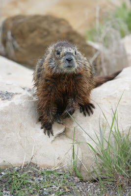 Yellow Belly Marmot at National Museum of Wildlife Art, Jackson