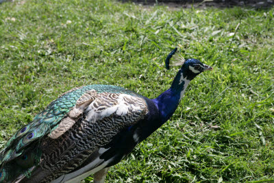 Peacock at Irvine Regional Park