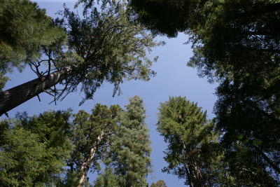 Mariposa Grove of Gian Sequoias