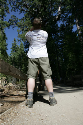 Kevin takes photo of giant sequoia
