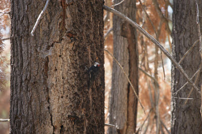 Woodpecker in Mariposa Grove