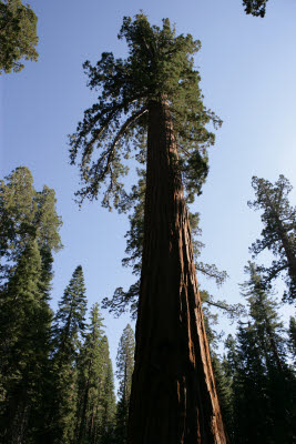 Giant Sequoias in Mariposa Grove