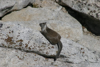 Squirrel on top of Half Dome