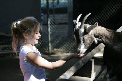 Kelly feeds a goat at OC Zoo