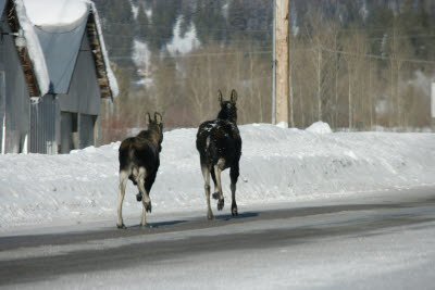 Moose crossing the road in Idaho