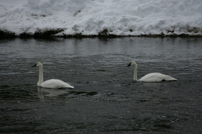 Trumpet Swans on the Madison River, Yellowstone, NP