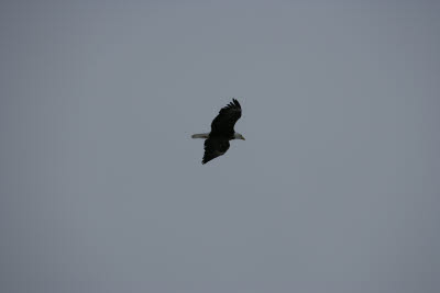 Bald Eagle in Yellowstone