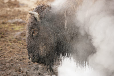 Bison in the Fountain Paint Pot Area, Yellowstone NP