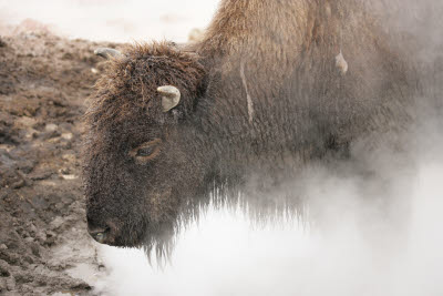 Bison in the Fountain Paint Pot Area, Yellowstone NP